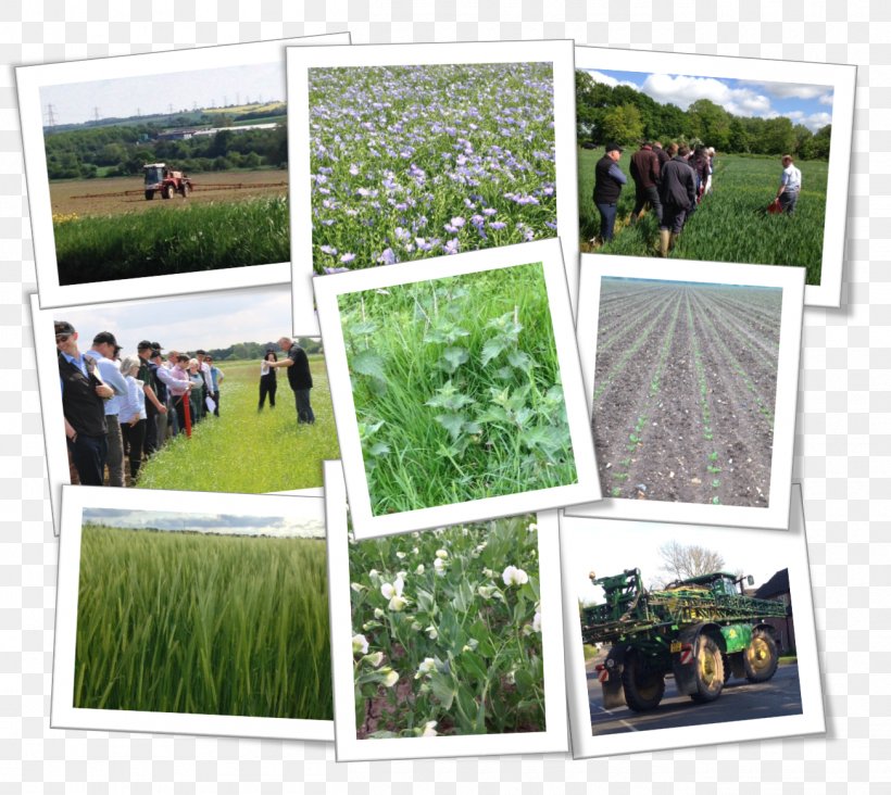 Window Grasses Shade Tree Plantation, PNG, 1305x1165px, Window, Collage, Family, Farm, Garden Download Free