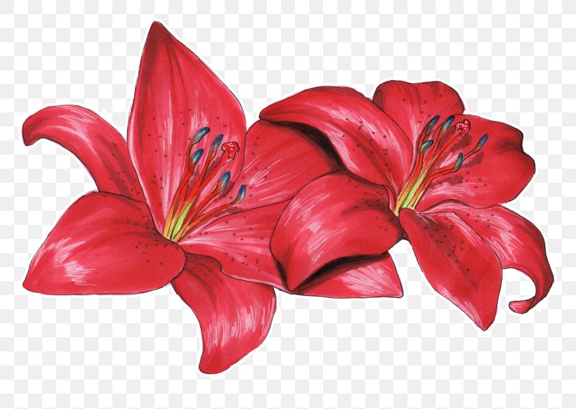 Flower Drawing Lilium Philadelphicum Olsikowa, PNG, 800x582px, Flower, Amaryllis Belladonna, Animation, Art, Cut Flowers Download Free