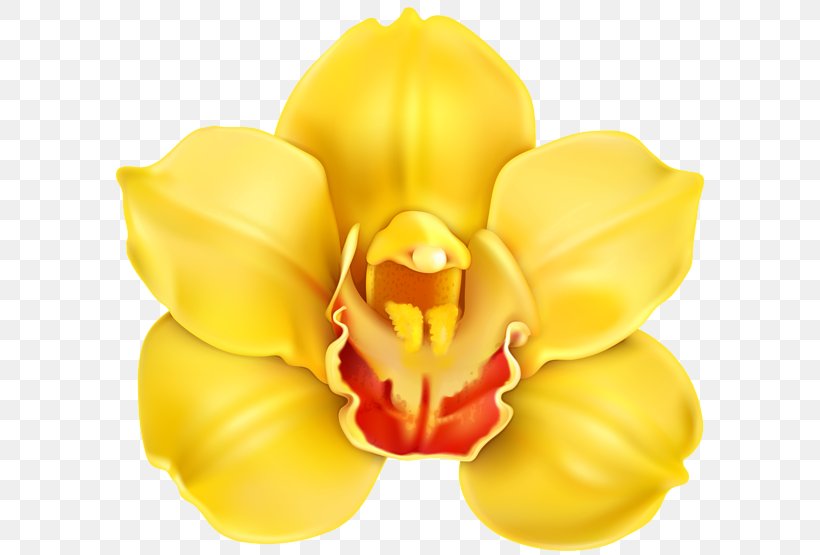 Cypripedium Parviflorum Yellow Clip Art, PNG, 600x555px, Cypripedium Parviflorum, Cut Flowers, Cypripedium, Flower, Flowering Plant Download Free