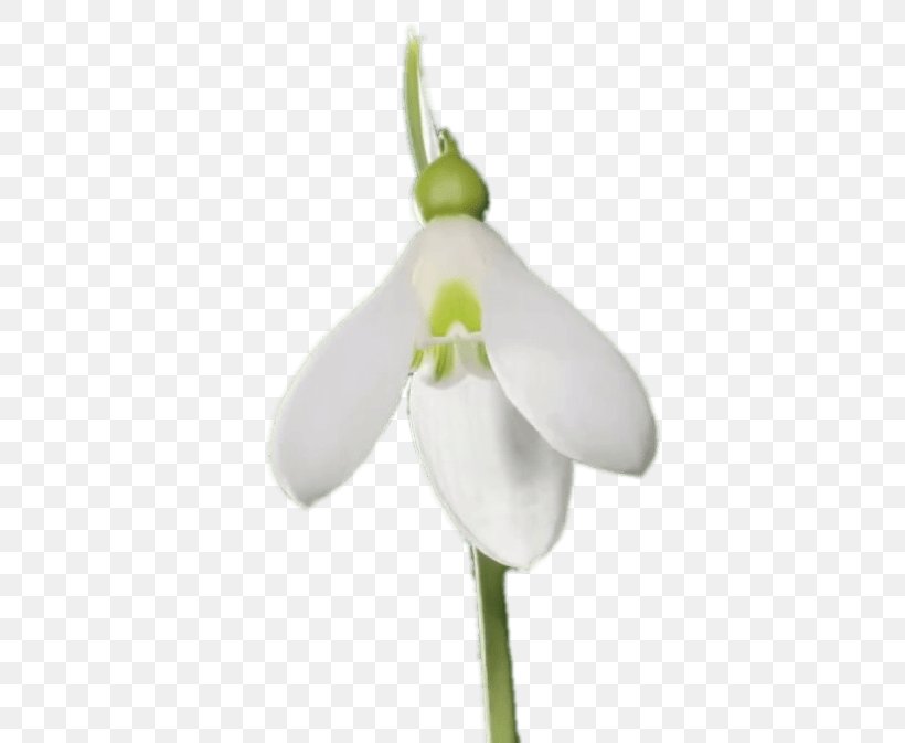 Flower Sticker, PNG, 431x673px, Snowdrop, Amaryllis Family, Flower, Flowering Plant, Galanthus Download Free