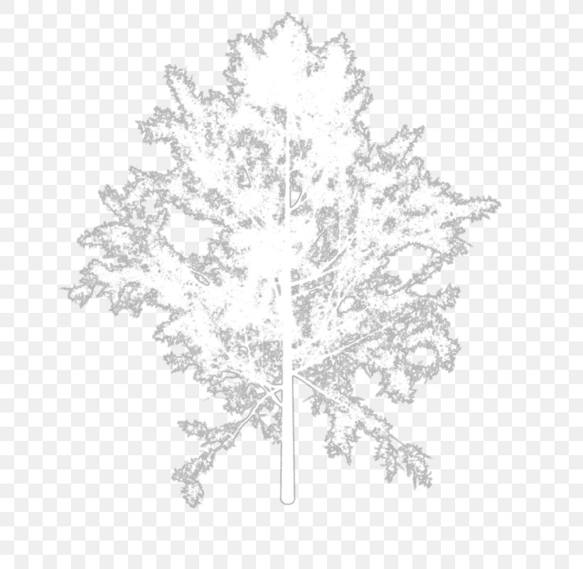 Twig White Line Art Leaf, PNG, 800x800px, Twig, Black And White, Branch, Flowering Plant, Leaf Download Free