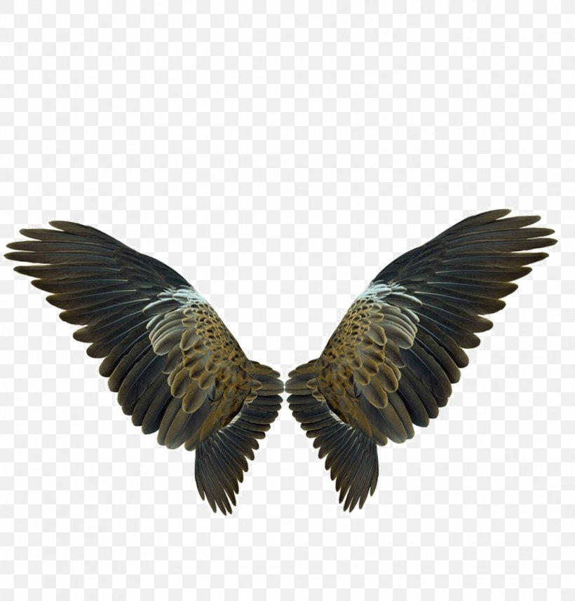 Wing Flight, PNG, 1039x1088px, Bird, Accipitriformes, Beak, Bird Of Prey, Eagle Download Free