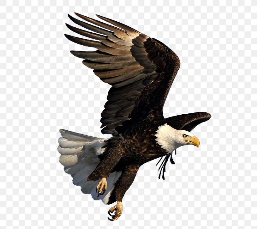 Bald Eagle Image Dmanisi Art, PNG, 798x729px, Bald Eagle, Accipitridae, Accipitriformes, Art, Artist Download Free