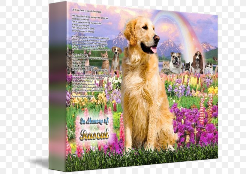 Golden Retriever Labrador Retriever Dog Breed Companion Dog, PNG, 650x579px, Golden Retriever, Animal Loss, Breed, Carnivoran, Companion Dog Download Free