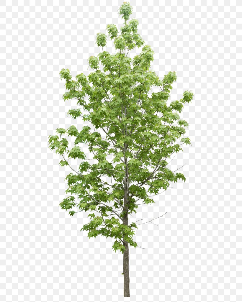 Tree Plant Data Icon, PNG, 512x1024px, Tree, Branch, Data, Data Compression, Evergreen Download Free