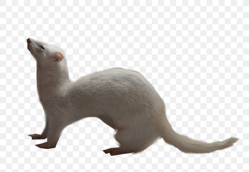 Ferret Otter Whiskers Stoat Cat, PNG, 800x568px, Otter, Animal, Carnivoran, Cat, Cat Like Mammal Download Free