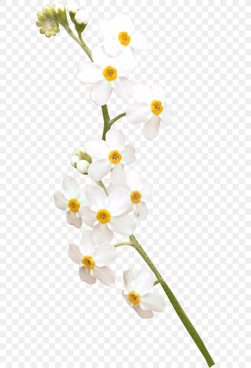 Flower Moth Orchids White, PNG, 586x1200px, Flower, Branch, Cut Flowers, Flora, Flowering Plant Download Free