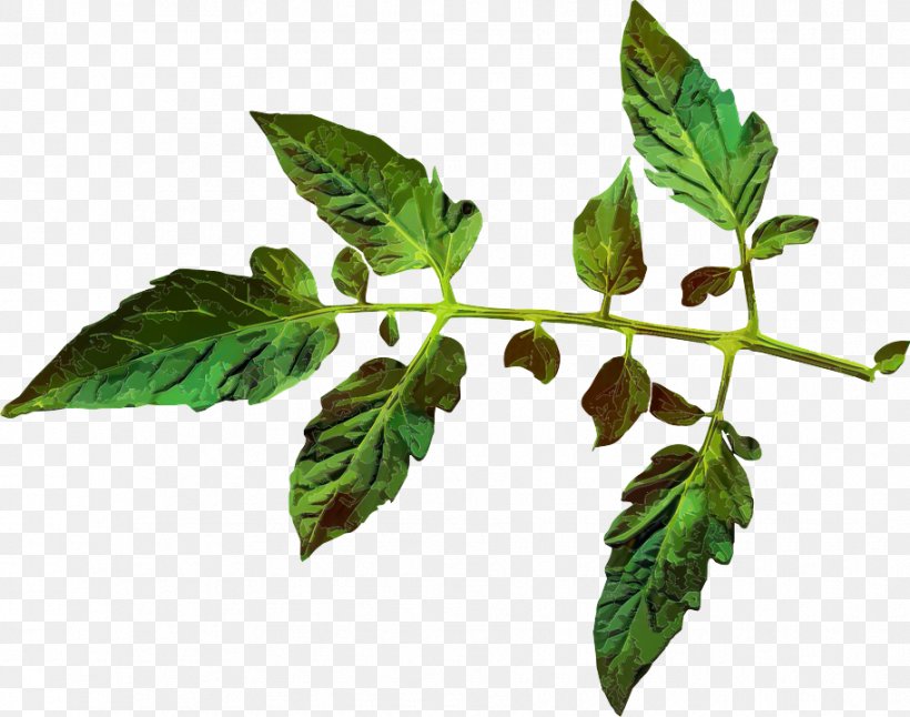 Clip Art Leaf Tomato Juice Plants, PNG, 913x720px, Leaf, Black Krim, Botany, Branch, Flower Download Free
