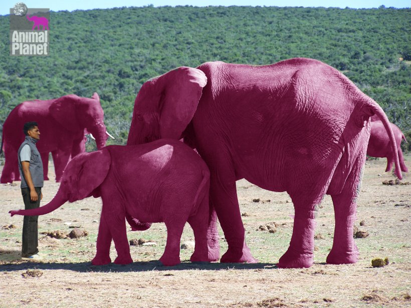 Seeing Pink Elephants Pink Elephants On Parade Elephantidae Clip Art, PNG, 1200x900px, Elephant, African Elephant, Animation, Cattle Like Mammal, Elephantidae Download Free