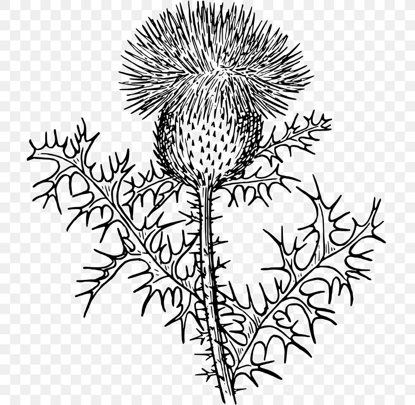 Thistle Drawing Clip Art, PNG, 713x800px, Thistle, Artwork, Black And White, Branch, Calluna Download Free