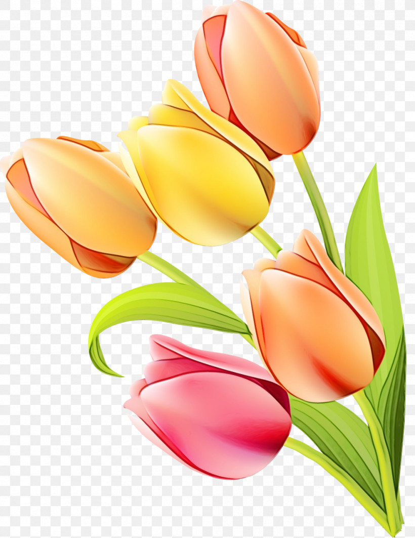 Tulip Flower Petal Cut Flowers Plant, PNG, 987x1280px, Watercolor, Bud, Cut Flowers, Flower, Lily Family Download Free