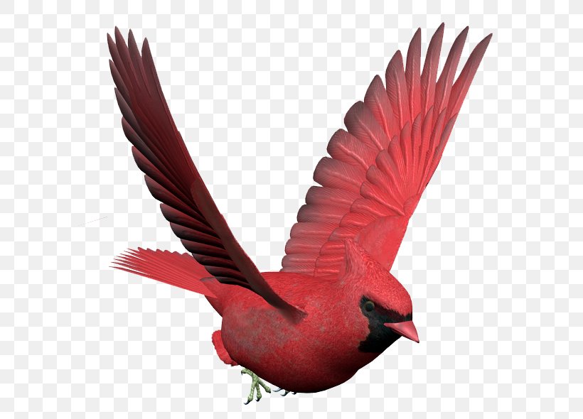 Bird Feather Clip Art Beak Swallow, PNG, 600x590px, Bird, American Sparrows, Animal, Beak, Cardinal Download Free