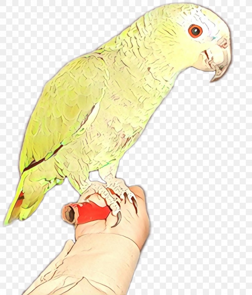 Bird Parrot Beak Parakeet Budgie, PNG, 958x1122px, Cartoon, Beak, Bird, Budgie, Lorikeet Download Free