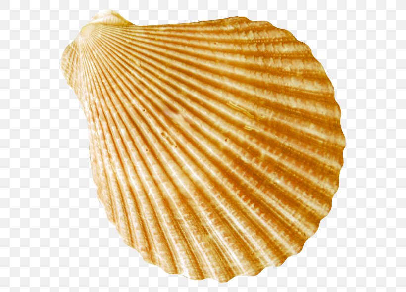 Cockle Seafood Conch, PNG, 600x590px, Conch, Clam, Clams Oysters Mussels And Scallops, Cockle, Conchology Download Free