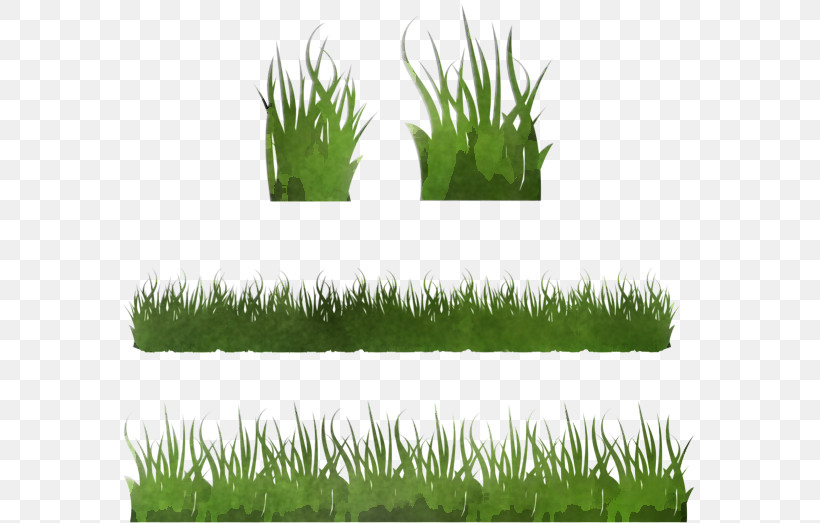 Grass Lawn Plant Wheatgrass Grass Family, PNG, 575x523px, Grass, Fodder, Grass Family, Grassland, Herb Download Free