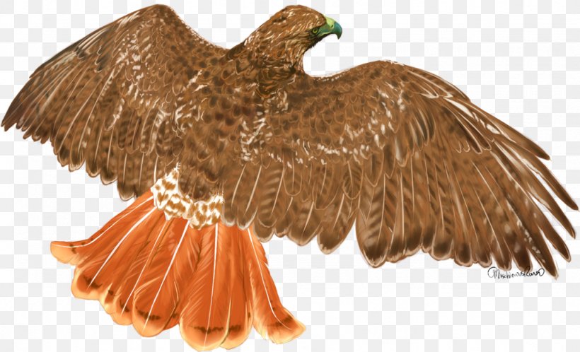Red-tailed Hawk Eagle Bird, PNG, 1024x622px, Redtailed Hawk, Beak, Bird, Bird Of Prey, Deviantart Download Free
