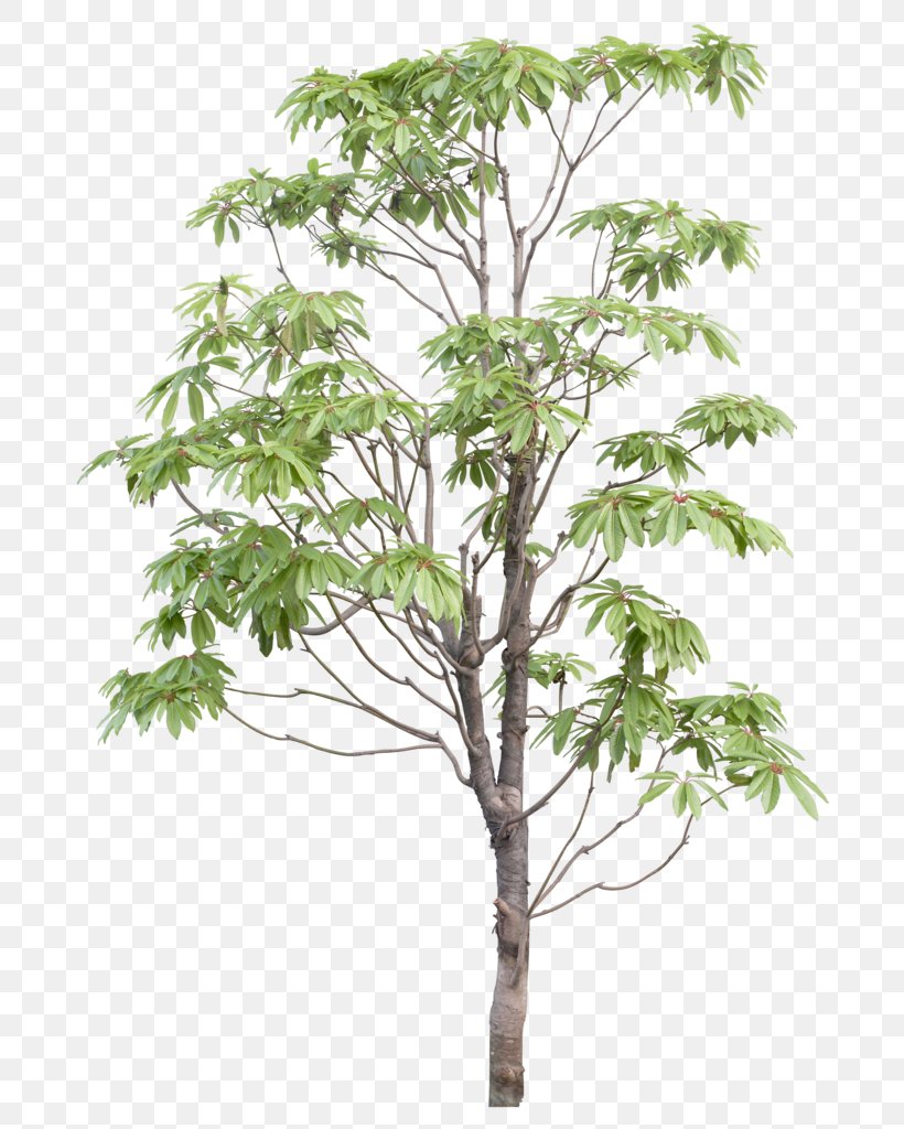 Branch Tree, PNG, 709x1024px, Branch, Data Conversion, Flowerpot, Green, Houseplant Download Free