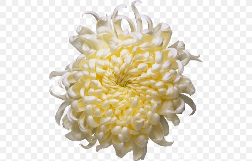 Chrysanthemum Time Fuse Candle, PNG, 500x525px, Chrysanthemum, Animated Film, Candle, Chrysanths, Cut Flowers Download Free