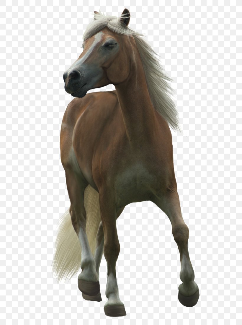 Haflinger Shetland Pony Clip Art, PNG, 626x1100px, Haflinger, Colt, Horse, Horse Like Mammal, Horse Supplies Download Free