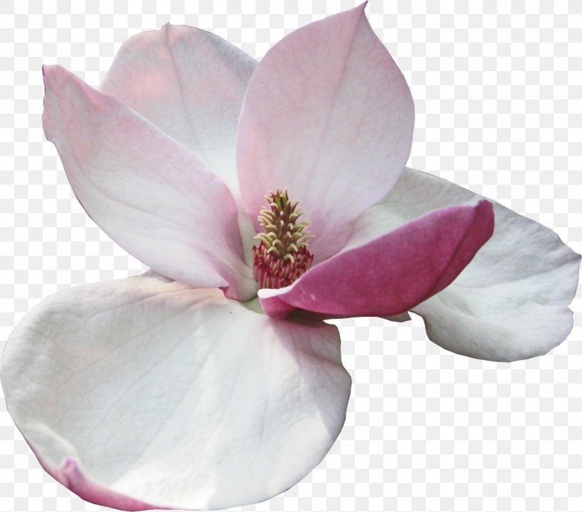 Magnolia Flower Perfume Garden Roses, PNG, 2621x2306px, Magnolia, Aroma, Blossom, Digital Image, Eau De Parfum Download Free