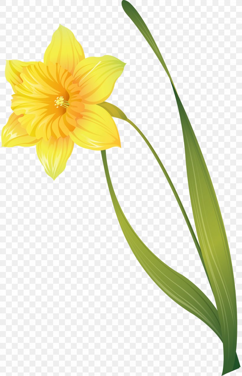 Narcissus Jonquilla Flower Clip Art, PNG, 3074x4772px, Narcissus Jonquilla, Amaryllis Belladonna, Amaryllis Family, Cut Flowers, Daffodil Download Free