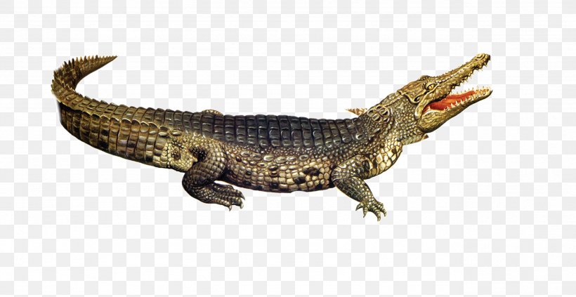 Nile Crocodile American Alligator, PNG, 2563x1324px, Crocodile, Alligator, American Alligator, Animal, Biology Download Free