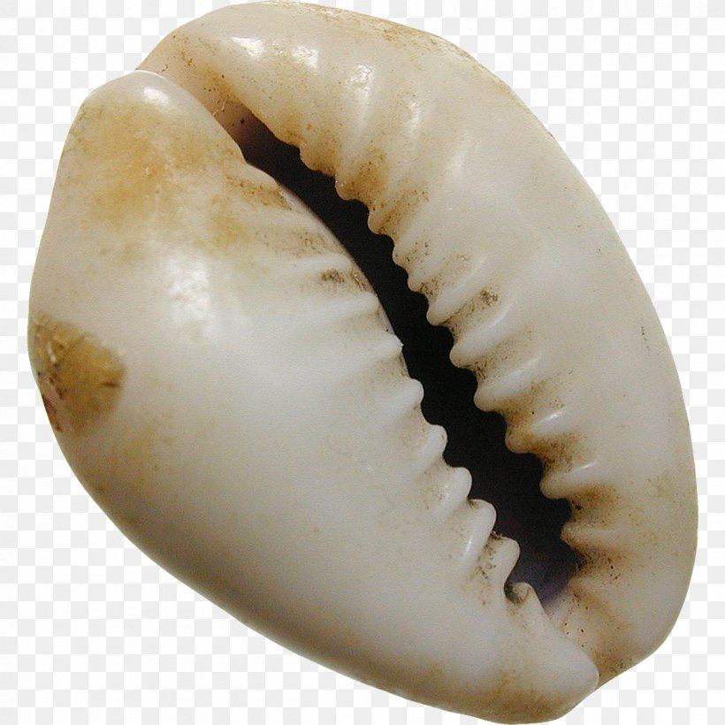 Seashell Cowry Monetaria Moneta Shell Money Coin, PNG, 1200x1200px, Seashell, Ancient Chinese Coinage, Barter, Cockle, Coin Download Free