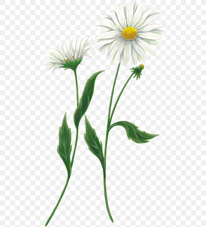 Clip Art Flower Chamomile JPEG, PNG, 500x906px, Flower, Annual Plant, Aster, Birthday, Chamomile Download Free