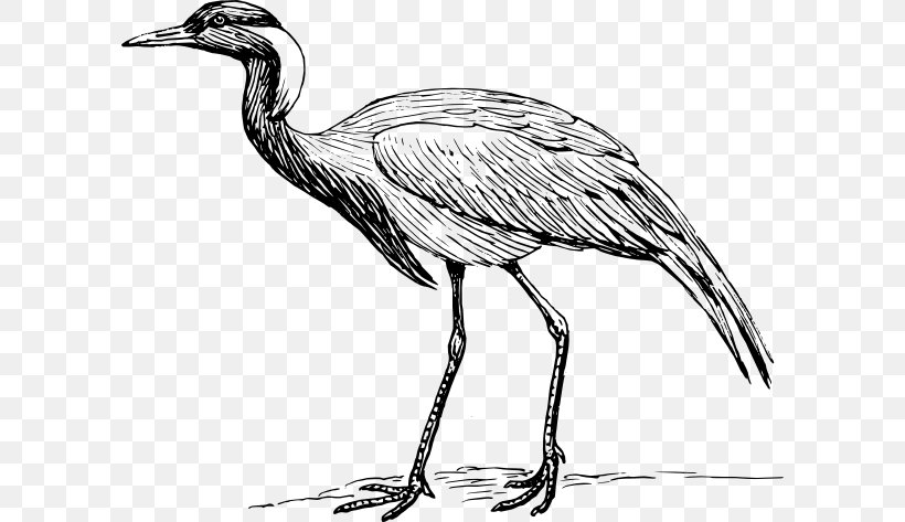 Demoiselle Crane Bird Heron Clip Art, PNG, 600x473px, Crane, Artwork, Beak, Bird, Black And White Download Free