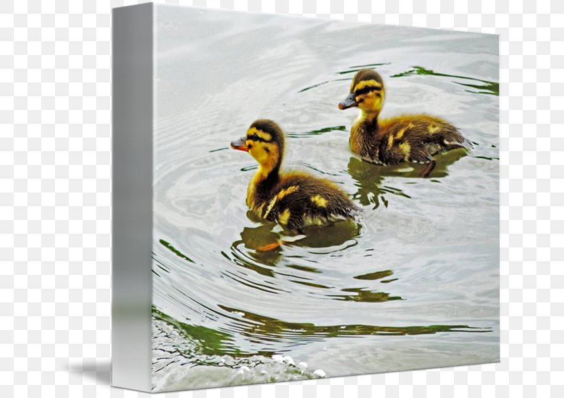 Mallard Seaducks Fauna Beak, PNG, 650x579px, Mallard, Beak, Bird, Duck, Ducks Geese And Swans Download Free