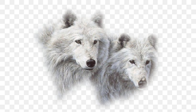Puppy Arctic Wolf Siberian Husky Lone Wolf Canidae, PNG, 600x471px, Puppy, Animal, Arctic Fox, Arctic Wolf, Aullido Download Free