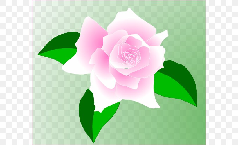 Rose Pink Clip Art, PNG, 600x500px, Rose, China Rose, Drawing, Flora, Floral Design Download Free