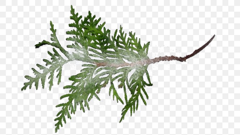 Shortleaf Black Spruce Canadian Fir Plant Jack Pine Oregon Pine, PNG, 699x463px, Watercolor, Canadian Fir, Colorado Spruce, Jack Pine, Leaf Download Free