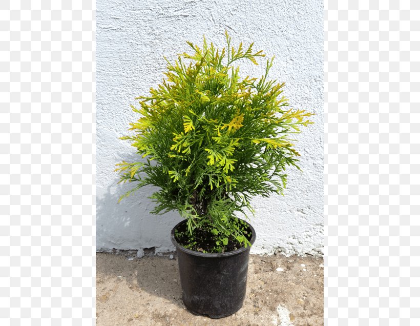 Conifers Tree Evergreen Shrub Juniper, PNG, 560x636px, Conifers, Arborvitae, Bonsai, Box, Buxus Sempervirens Download Free