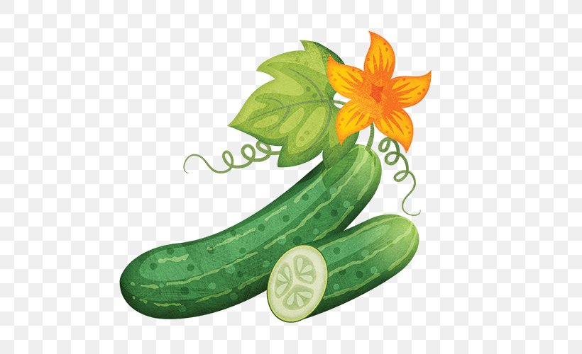 Cucumber Zucchini Vegetable Melon, PNG, 500x500px, Cucumber, Cucumber Gourd And Melon Family, Cucumis, Cucurbita Pepo, Food Download Free