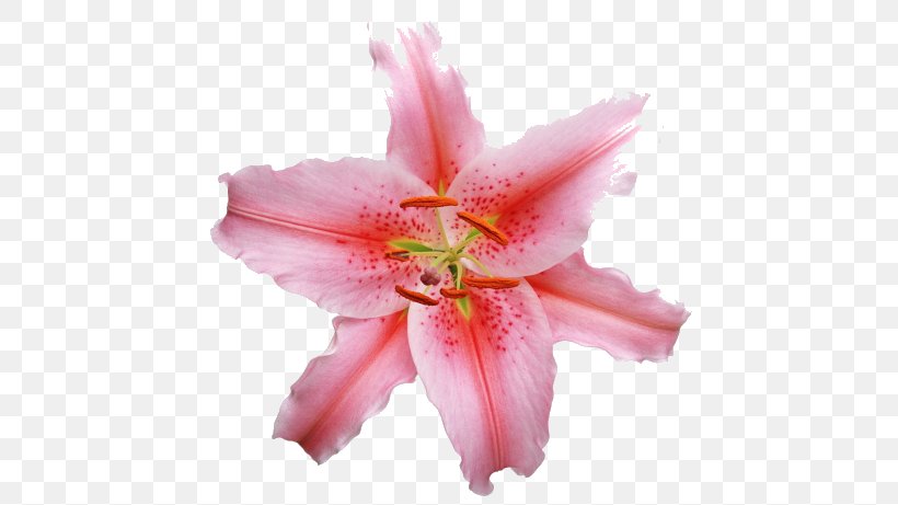 Lilium Candidum Pink Flowers Pink Flowers, PNG, 650x461px, Lilium Candidum, Amaryllis Belladonna, Bulb, Color, Cut Flowers Download Free
