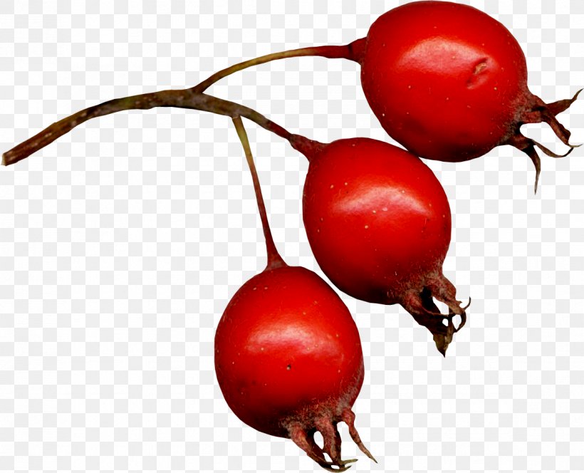 Rose Hip Frutti Di Bosco Hawthorn Clip Art, PNG, 1173x951px, Rose Hip, Apple, Beet, Beetroot, Berry Download Free