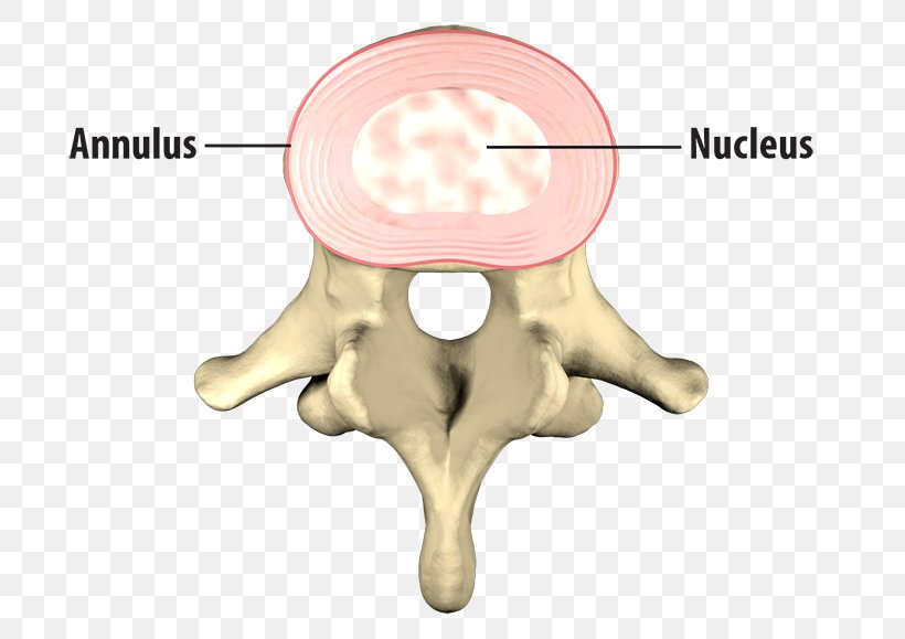 Bone Human Vertebral Column Intervertebral Disc Anatomy, PNG, 720x579px, Watercolor, Cartoon, Flower, Frame, Heart Download Free