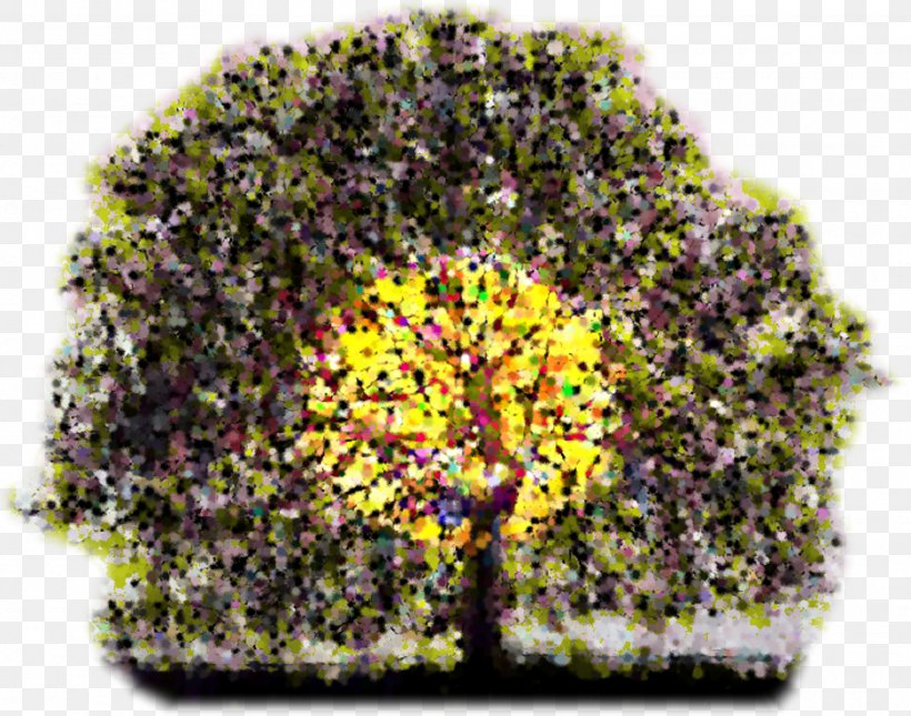 Chrysanthemum, PNG, 2000x1574px, Chrysanthemum, Chrysanths, Flower, Grass, Organism Download Free
