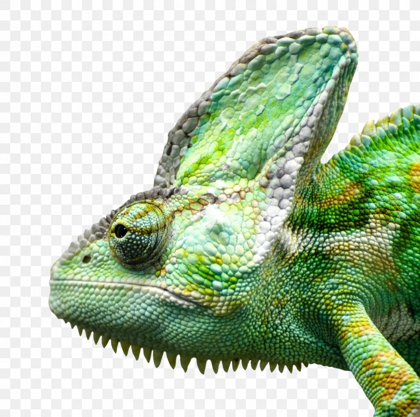 Common Iguanas Lizard Reptile, PNG, 1278x1271px, Green Iguana, African Chameleon, Camera, Chameleon, Common Iguanas Download Free