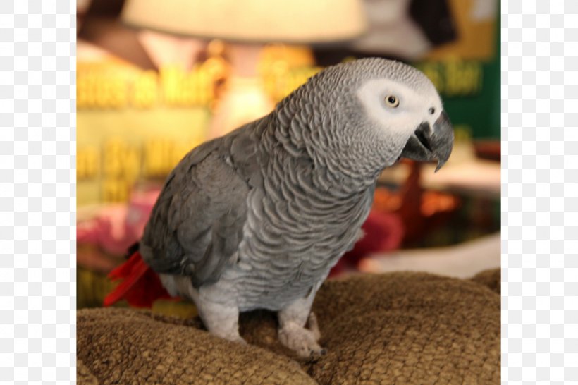 Budgerigar Lovebird Parakeet Pet Beak, PNG, 870x580px, Budgerigar, African Grey, Beak, Bird, Common Pet Parakeet Download Free