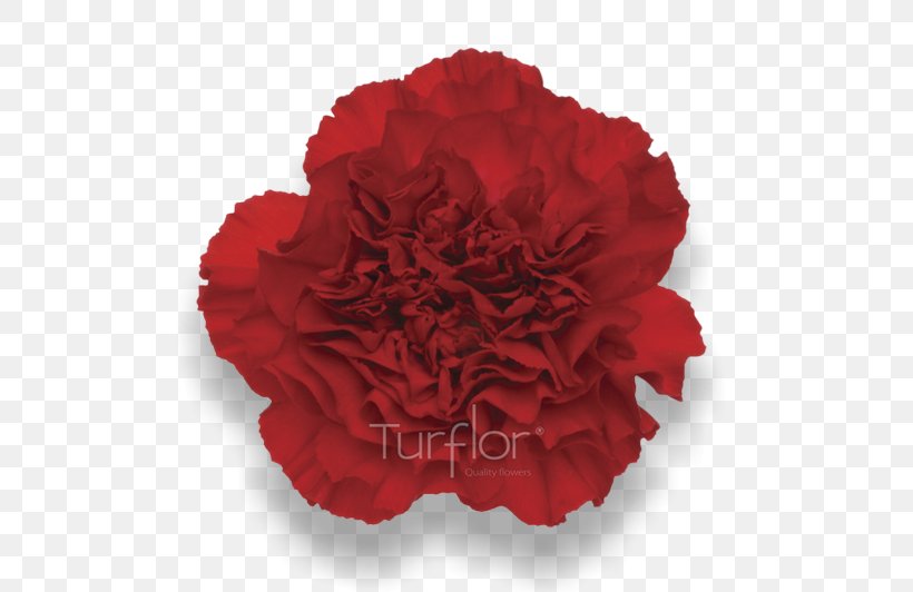 Carnation Cut Flowers Red TurboSquid, PNG, 652x532px, Carnation, Blood, Cut Flowers, Dianthus, Flower Download Free