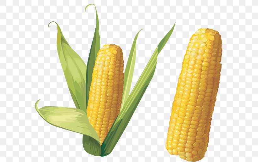 Corn On The Cob Flint Corn Sweet Corn, PNG, 600x515px, Corn On The Cob, Commodity, Corn Kernel, Corn Kernels, Corncob Download Free