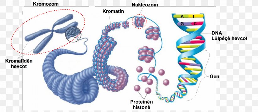 Eukaryotic Chromosome Structure DNA Cell Nucleic Acid Structure, PNG, 3132x1368px, Watercolor, Cartoon, Flower, Frame, Heart Download Free