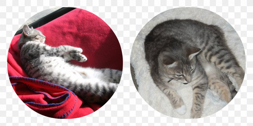 Fur, PNG, 1200x600px, Fur, Cat, Cat Like Mammal, Small To Medium Sized Cats Download Free