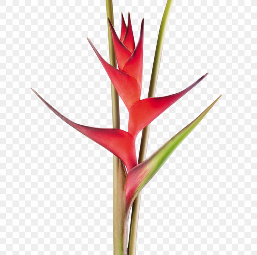 Heliconia Bihai Cut Flowers Tropics Plant Stem, PNG, 870x864px, Heliconia Bihai, Banana, Bird Of Paradise Flower, Cut Flowers, Flower Download Free