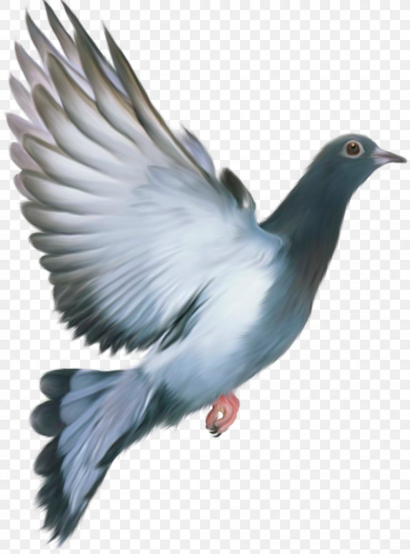Homing Pigeon Columbidae Bird Feral Pigeon Flight, PNG, 1053x1425px, Domestic Pigeon, Beak, Bird, Charadriiformes, Columbidae Download Free