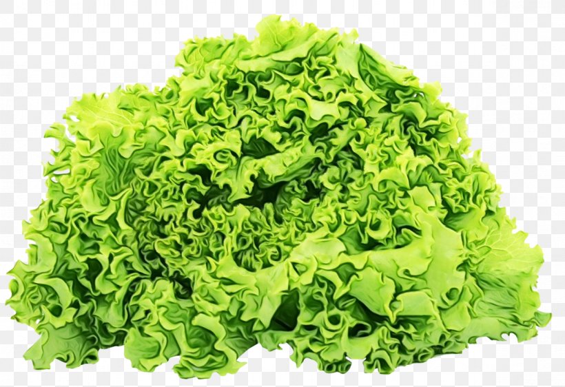 Leaf Vegetable Vegetable Iceburg Lettuce Lettuce Food, PNG, 1177x808px, Watercolor, Cruciferous Vegetables, Food, Iceburg Lettuce, Leaf Download Free