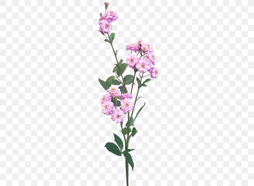 Moth Orchids Cut Flowers Floral Design Plant Stem, PNG, 800x600px, Moth Orchids, Blossom, Branch, Cut Flowers, Flora Download Free