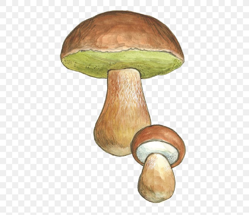 Pleurotus Eryngii Boletus Edulis Penny Bun Fungus Edible Mushroom, PNG, 430x708px, Pleurotus Eryngii, Bolete, Boletus Edulis, Chanterelle, Dotted Stem Bolete Download Free